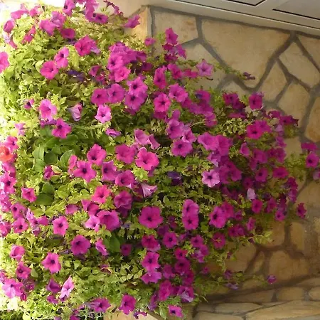 Boja * 比奥格勒·纳·莫鲁